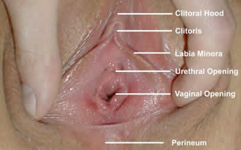Excellent idea Hot to eat pussy Consider, Hot to eat pussy have hit