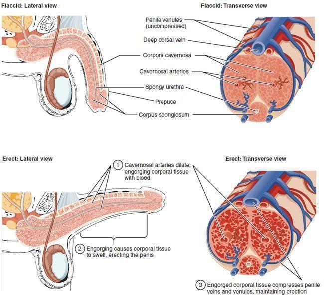 Picture depicting erection caused by blood filling tissue. Source CC BY 3.0 - https://en.wikipedia.org/wiki/Erection