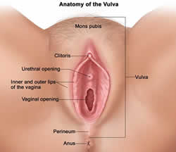 The female exterior sexual organs