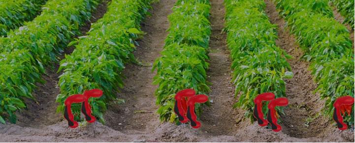 Image showing Habanero Electrodes in their natural environment