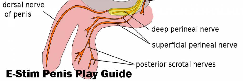 Guide de lecture du pénis Electrosex pour les orgasmes mains libres